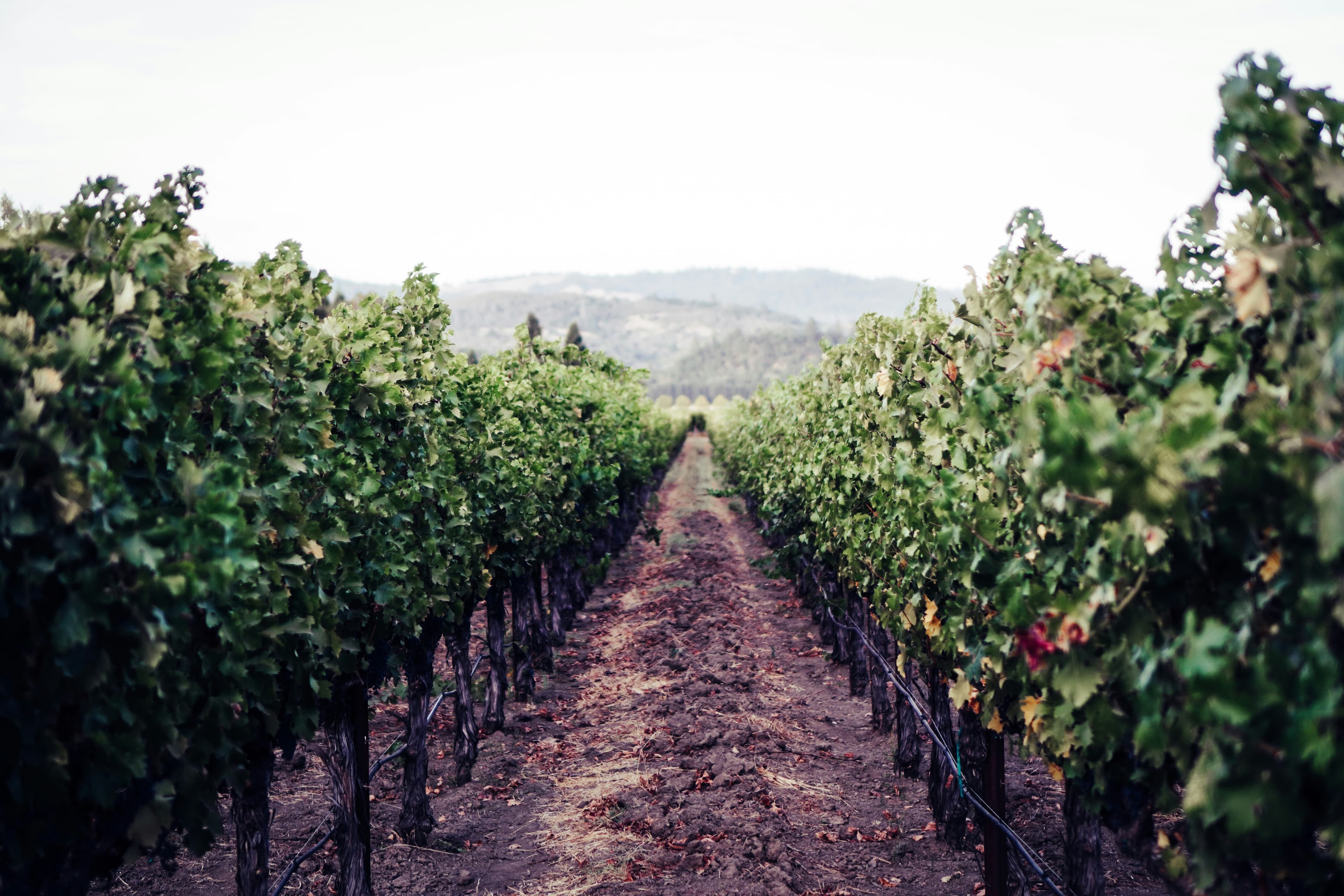 California vineyard rows with mature grapevines
