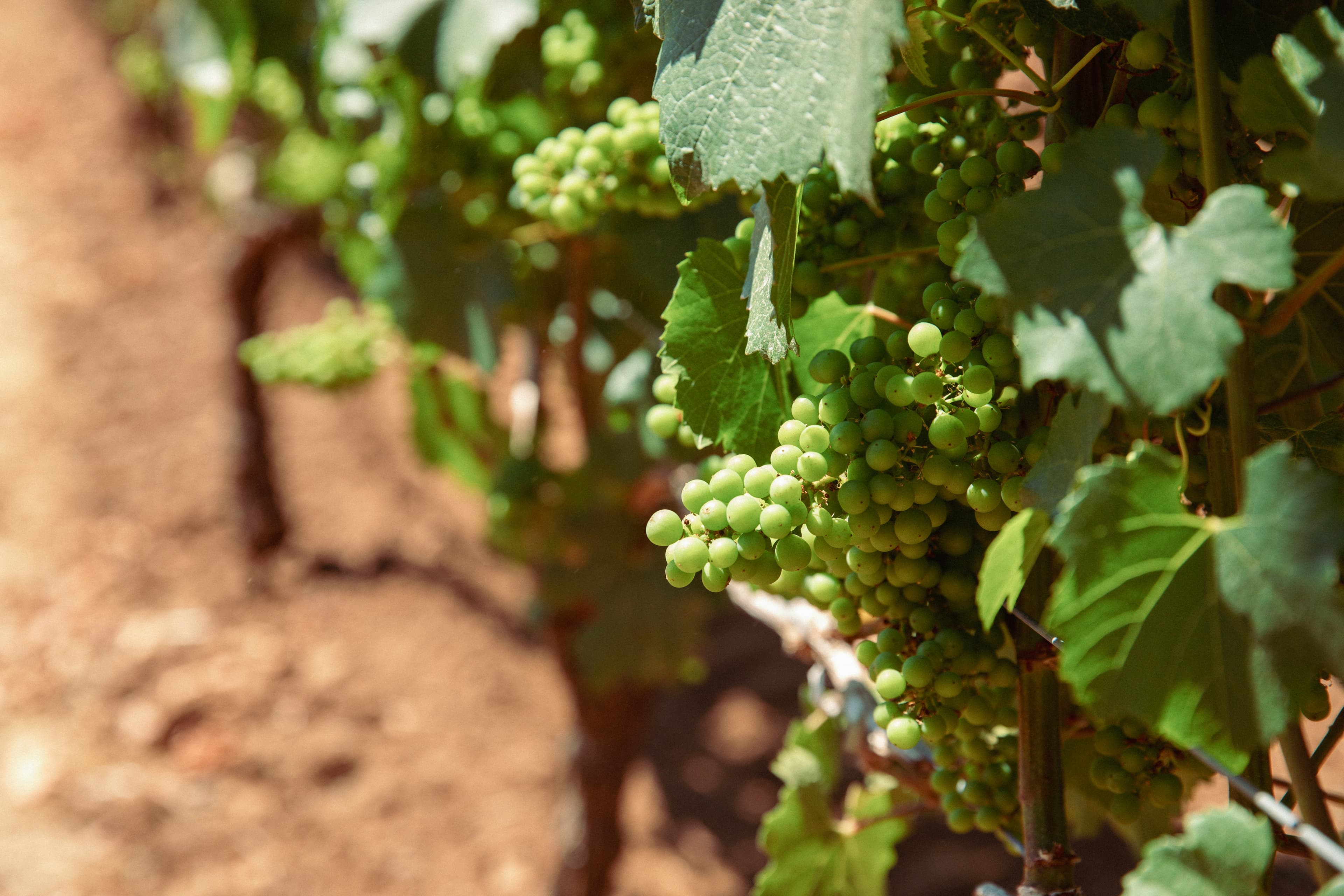 Grapevine canopy in a California vineyard