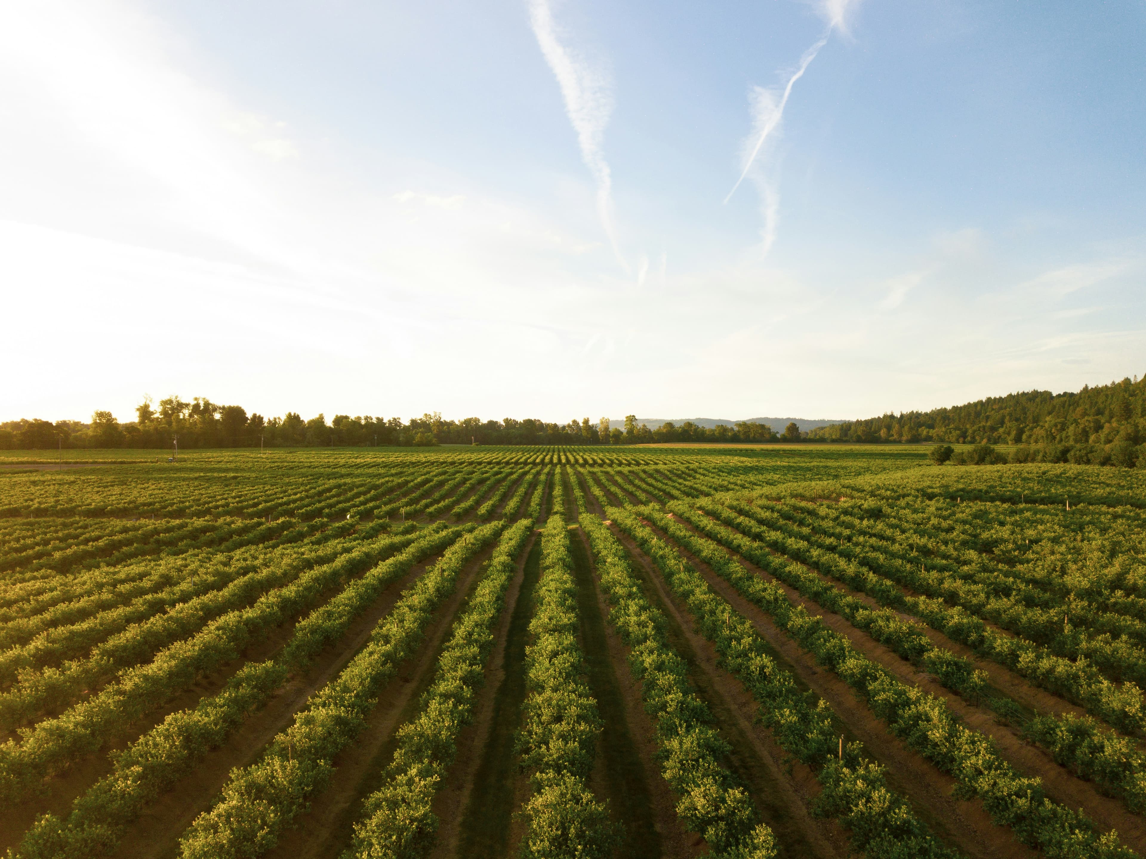 Agricultural rows representing AGK9 inspection missions